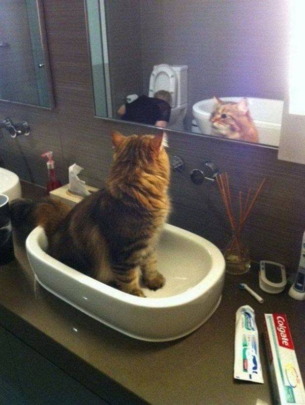 Get Ready For Funny Animals #287 (41 photos)