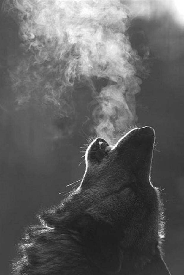 Awesome Pictures You Shouldn’t Miss #53 (38 photos)