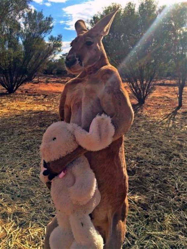 Strange Scenes Typical of Australia (43 photos)