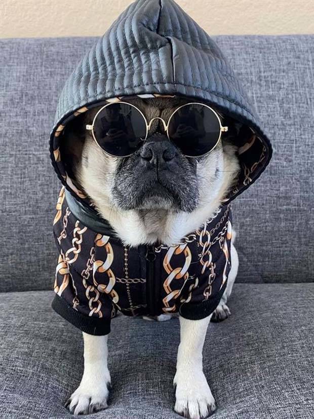 cute animals pets 12 Get Ready For Funny Animals #288 (42 photos)