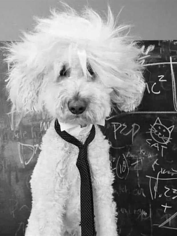 cute animals pets 14 Get Ready For Funny Animals #288 (42 photos)