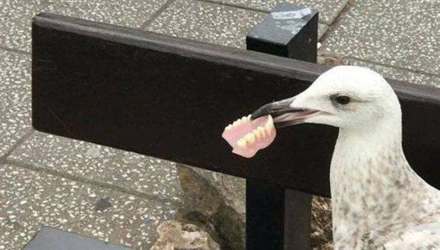 cute animals pets 18 Get Ready For Funny Animals #288 (42 photos)