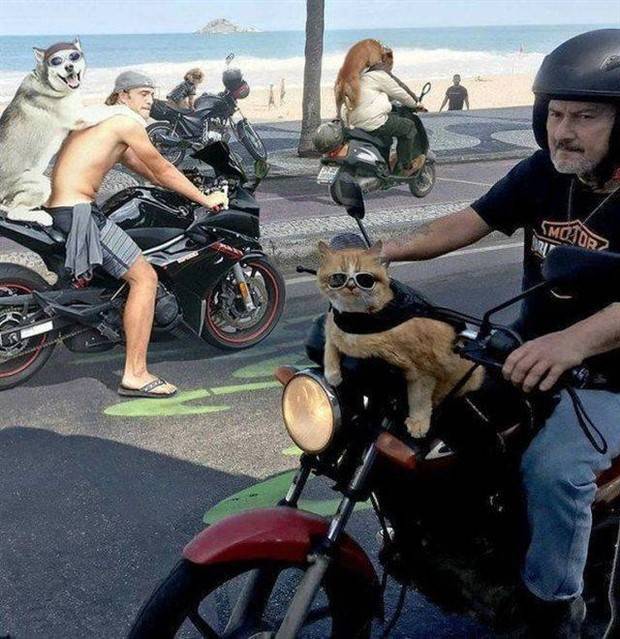 cute animals pets 21 Get Ready For Funny Animals #288 (42 photos)