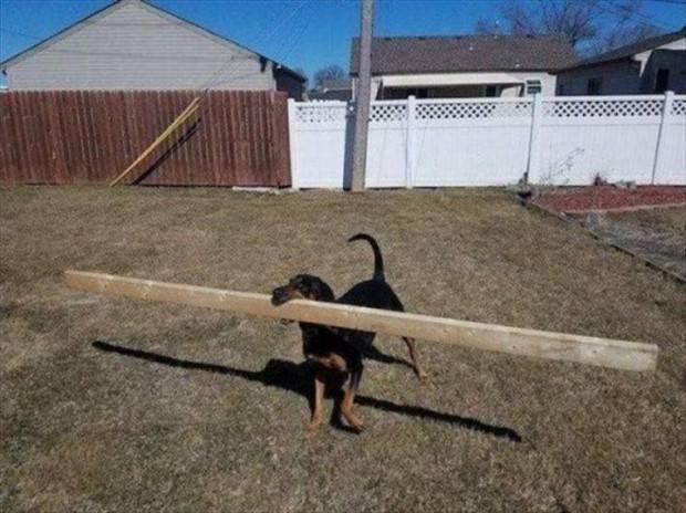 Get Ready For Funny Animals #288 (42 photos)