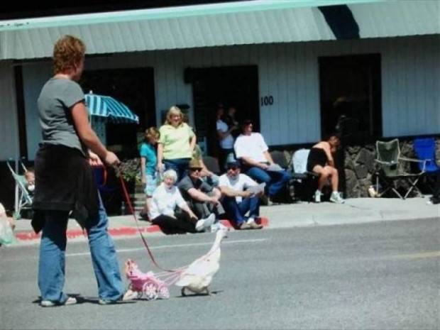 Get Ready For Funny Animals #285 (34 photos)