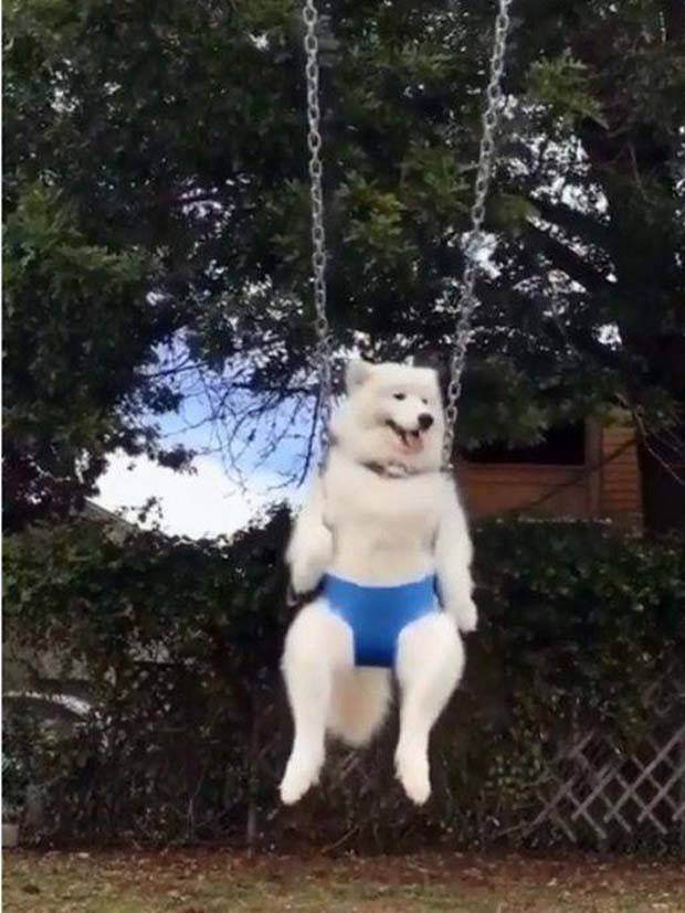 Get Ready For Funny Animals #285 (34 photos)