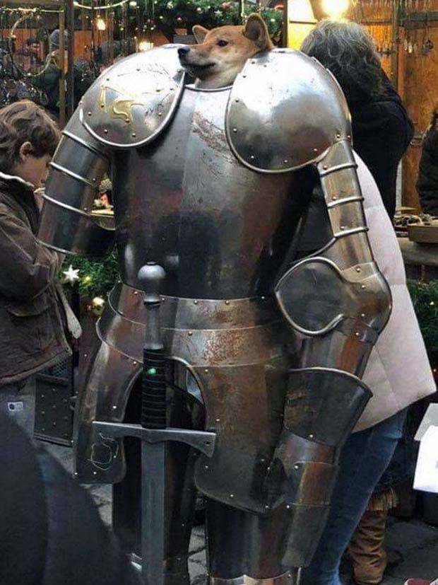 Get Ready For Funny Animals #285 (34 photos)