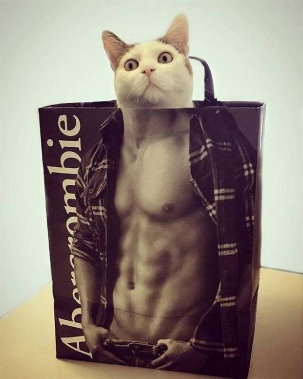 Get Ready For Funny Animals #285 (34 photos)