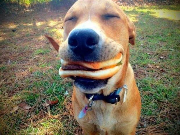 Get Ready For Funny Animals #285 (34 photos)