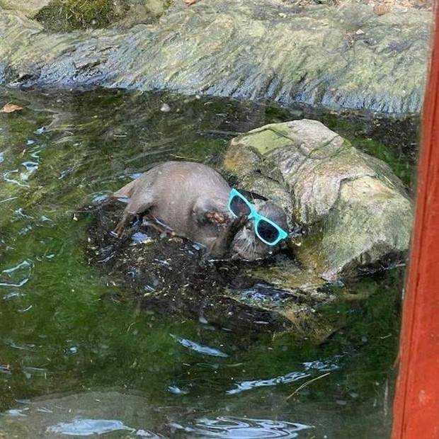 Get Ready For Funny Animals #285 (34 photos)