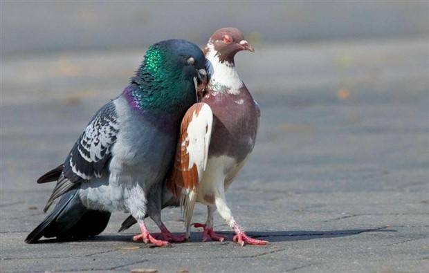 Klyker Picdump #1229 (53 photos)