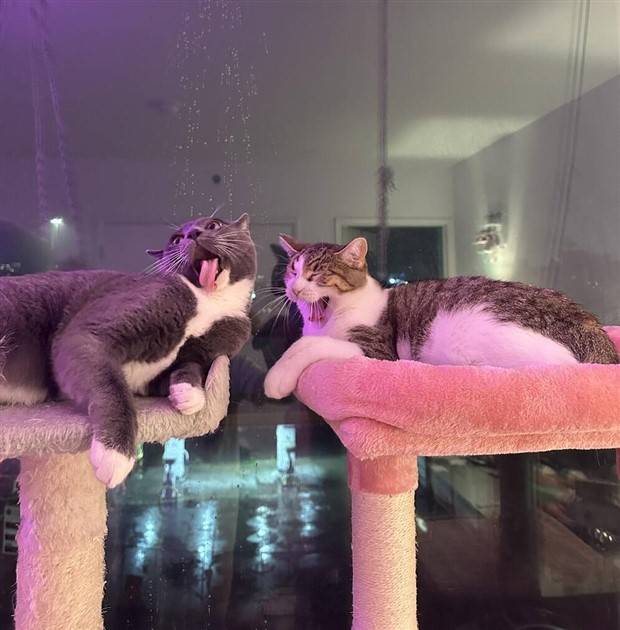 Klyker Picdump #1231 (55 photos)