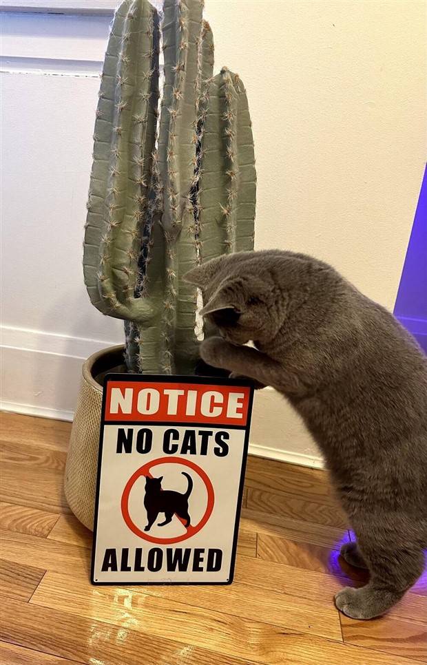 Klyker Picdump #1232 (51 photos)