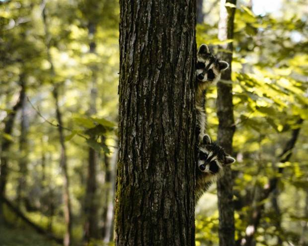 Klyker Picdump #1233 (52 photos)