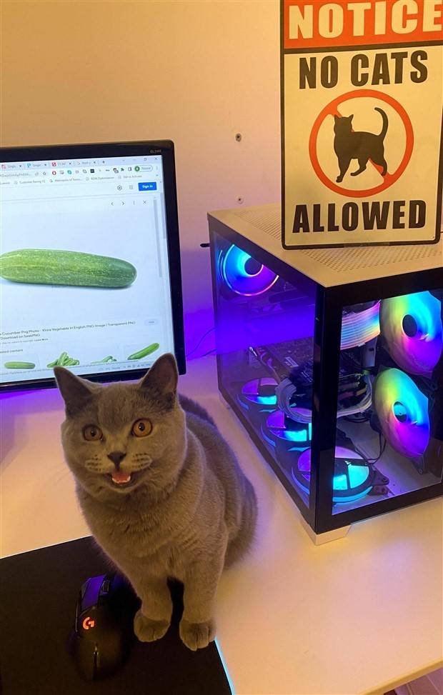 Klyker Picdump #1233 (52 photos)