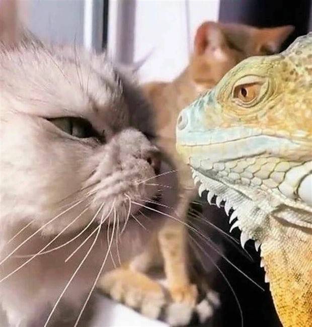 Klyker Picdump #1234 (53 photos)