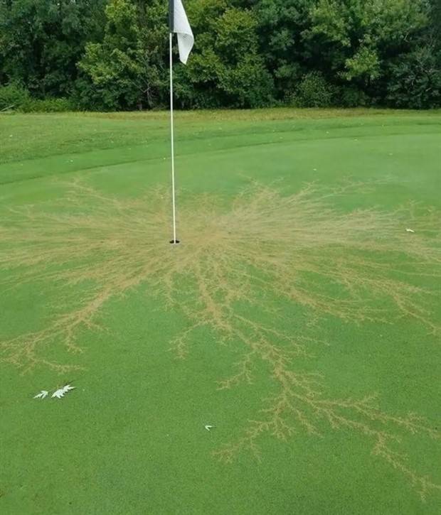lightning strikes aftermath 10 When Lightning Strikes (24 photos)