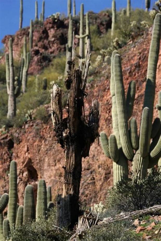 lightning strikes aftermath 14 When Lightning Strikes (24 photos)