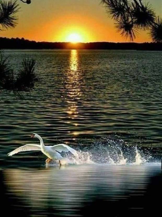 Enchanting Sunsets: Serenity in Golden Hues (20 photos)