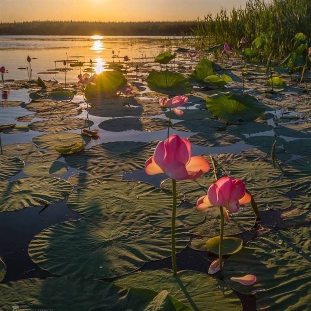 Enchanting Sunsets: Serenity in Golden Hues (20 photos)