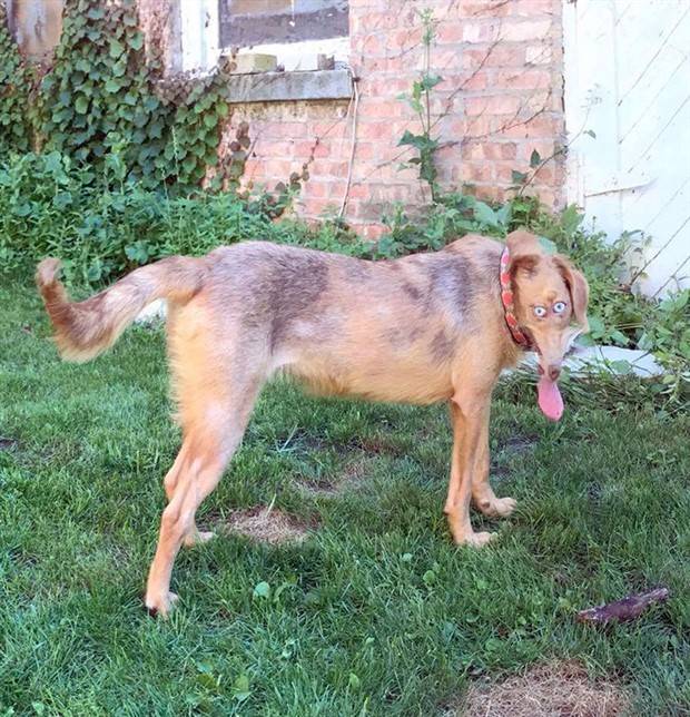 panoramic pet fails 1 When Your Pet Ruins Your Panoramic Shot (35 photos)