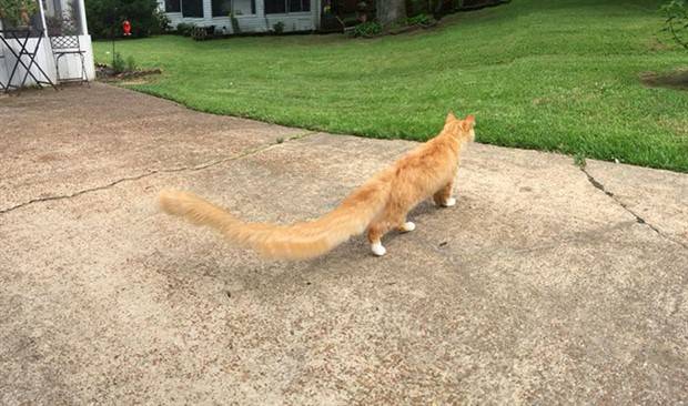 panoramic pet fails 10 When Your Pet Ruins Your Panoramic Shot (35 photos)