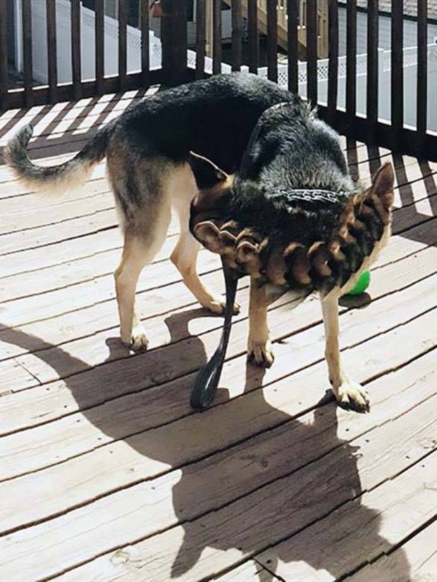 panoramic pet fails 11 When Your Pet Ruins Your Panoramic Shot (35 photos)