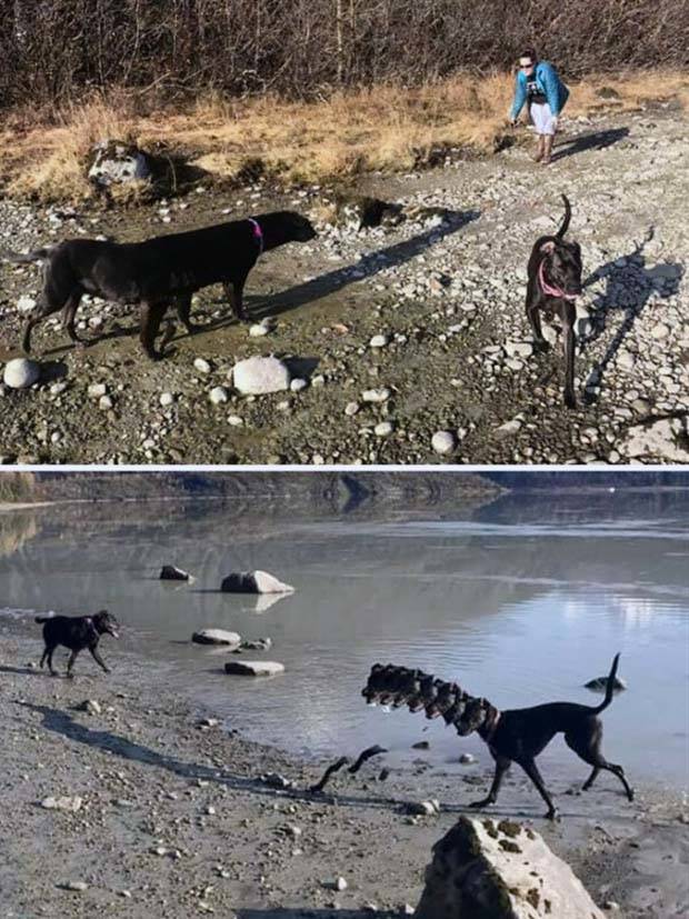 panoramic pet fails 13 When Your Pet Ruins Your Panoramic Shot (35 photos)