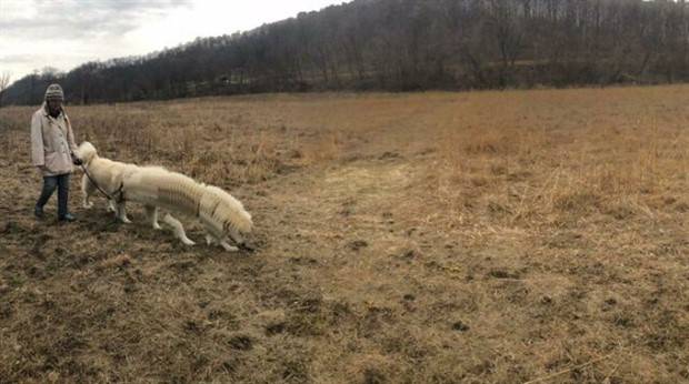 panoramic pet fails 15 When Your Pet Ruins Your Panoramic Shot (35 photos)