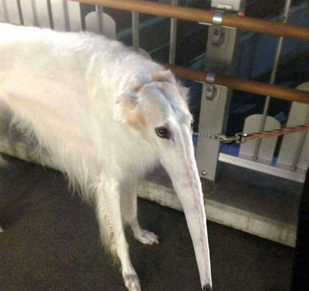 panoramic pet fails 16 When Your Pet Ruins Your Panoramic Shot (35 photos)