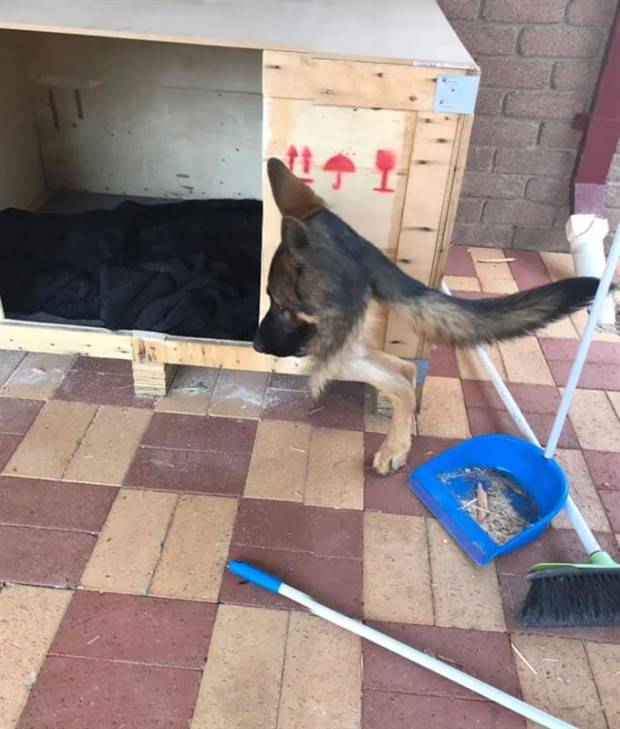 panoramic pet fails 18 When Your Pet Ruins Your Panoramic Shot (35 photos)