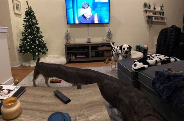 panoramic pet fails 19 When Your Pet Ruins Your Panoramic Shot (35 photos)