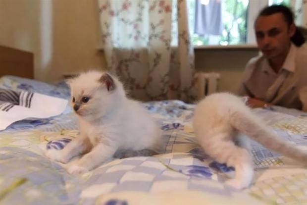 panoramic pet fails 2 When Your Pet Ruins Your Panoramic Shot (35 photos)