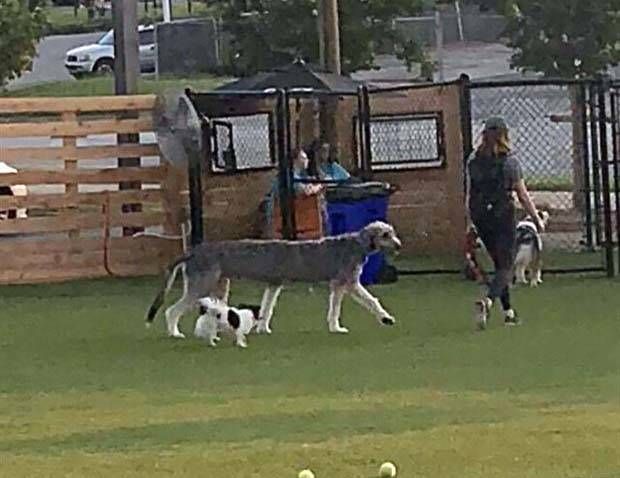 panoramic pet fails 27 When Your Pet Ruins Your Panoramic Shot (35 photos)