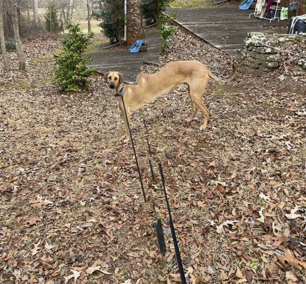 panoramic pet fails 28 When Your Pet Ruins Your Panoramic Shot (35 photos)