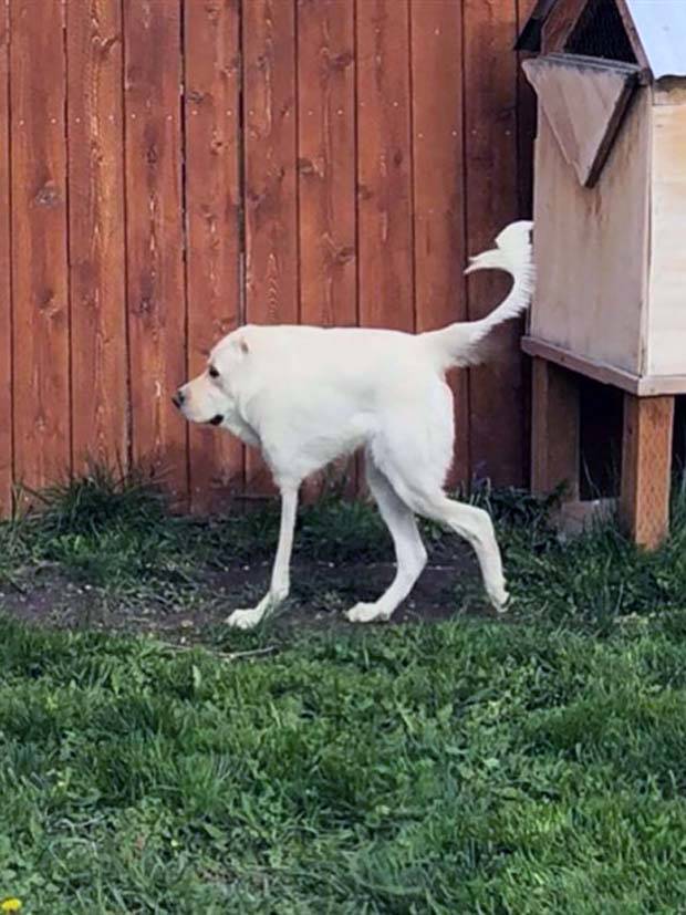 panoramic pet fails 3 When Your Pet Ruins Your Panoramic Shot (35 photos)