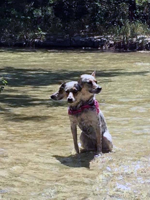 panoramic pet fails 30 When Your Pet Ruins Your Panoramic Shot (35 photos)