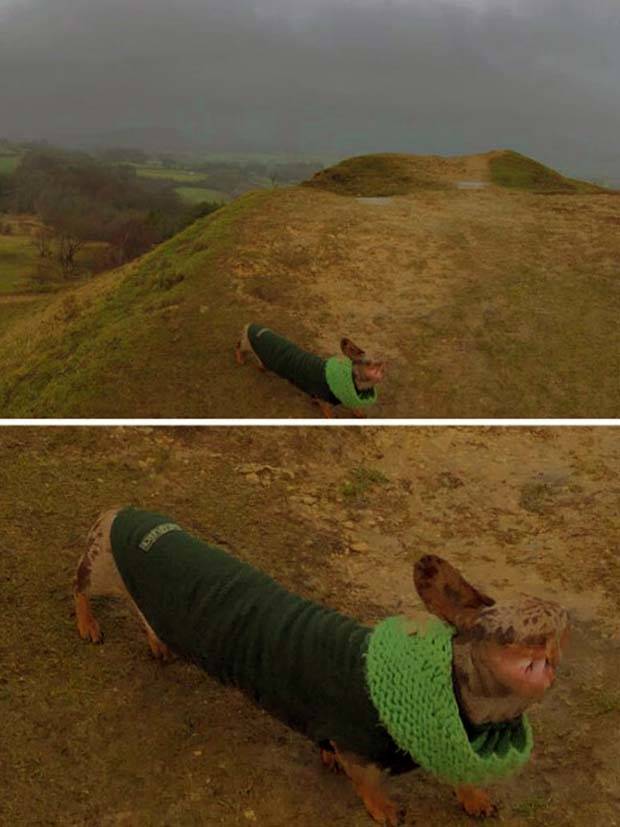 panoramic pet fails 32 When Your Pet Ruins Your Panoramic Shot (35 photos)