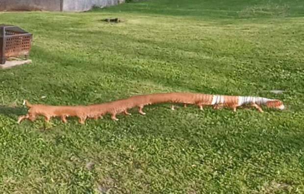 panoramic pet fails 33 When Your Pet Ruins Your Panoramic Shot (35 photos)