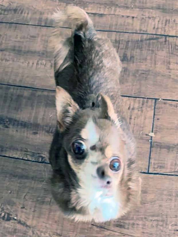 panoramic pet fails 35 When Your Pet Ruins Your Panoramic Shot (35 photos)