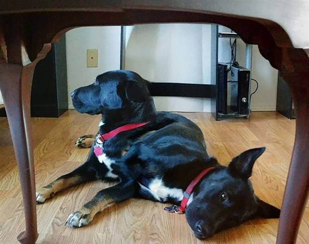 panoramic pet fails 5 When Your Pet Ruins Your Panoramic Shot (35 photos)