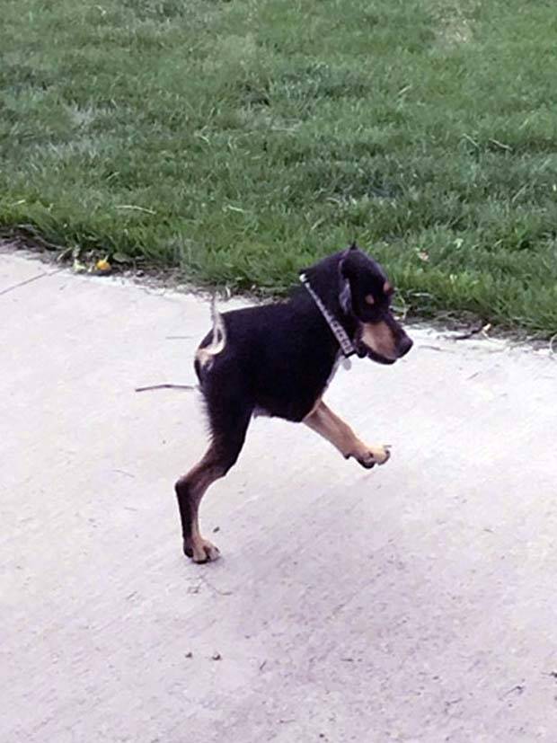 panoramic pet fails 7 When Your Pet Ruins Your Panoramic Shot (35 photos)