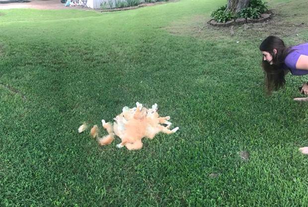 panoramic pet fails 9 When Your Pet Ruins Your Panoramic Shot (35 photos)