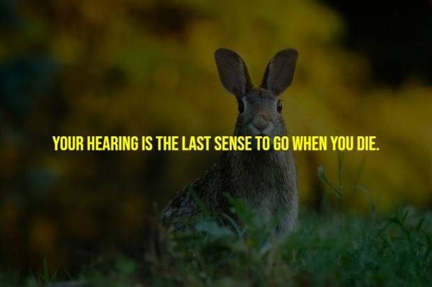 Creepy Facts Are Back #9 (33 photos)