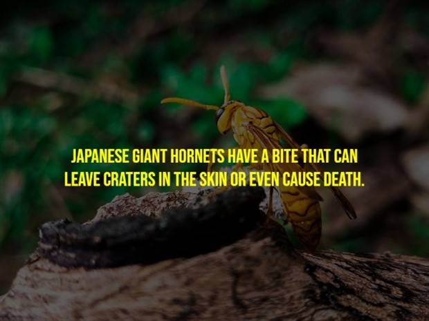 Creepy Facts Are Back #9 (33 photos)