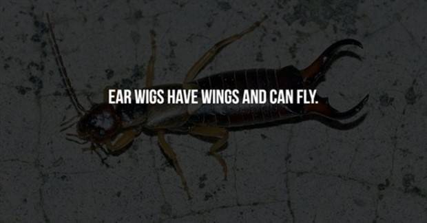 Creepy Facts Are Back #9 (33 photos)
