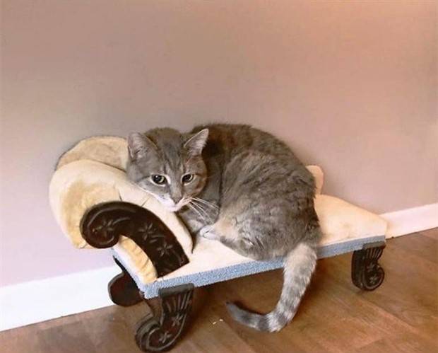 Strange Things Found in Thrift Stores #14 (36 photos)