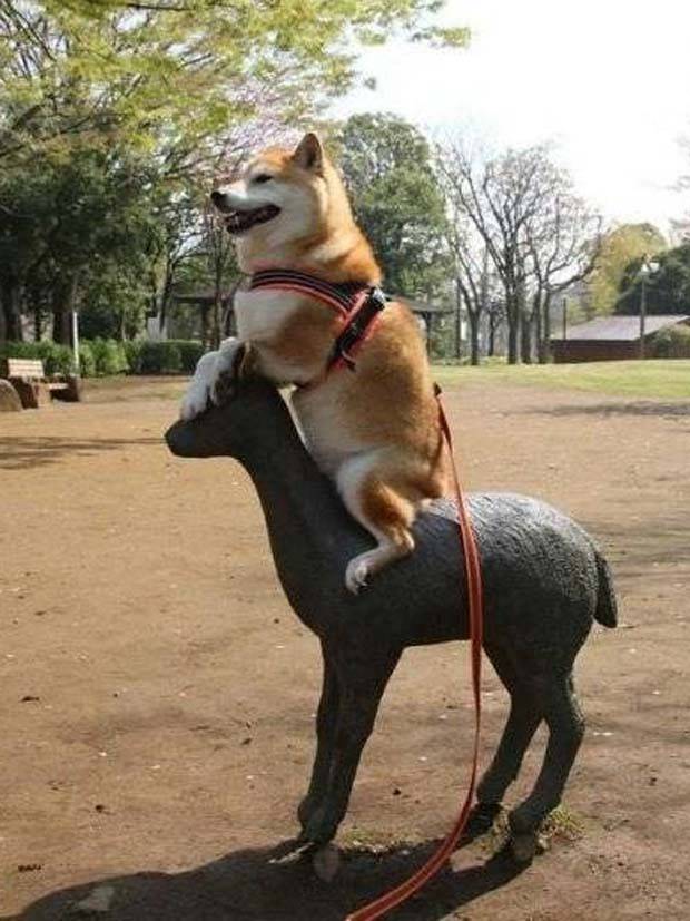 Get Ready For Funny Animals #290 (44 photos)
