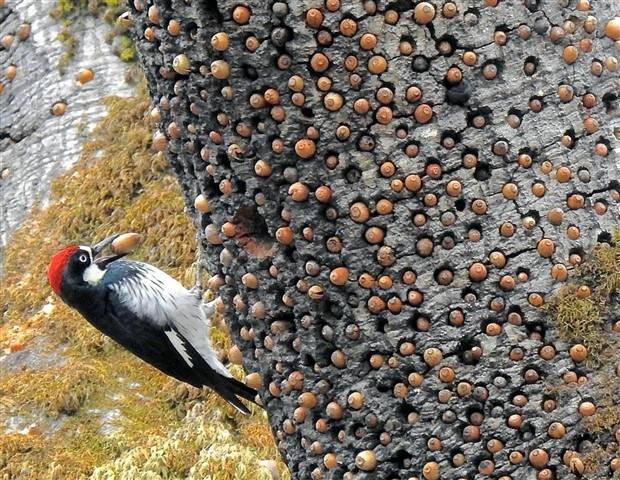 Klyker Picdump #1243 (52 photos)