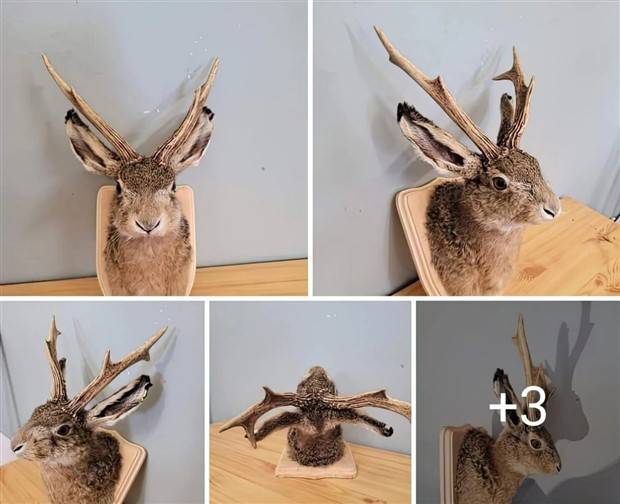 Klyker Picdump #1248 (52 photos)